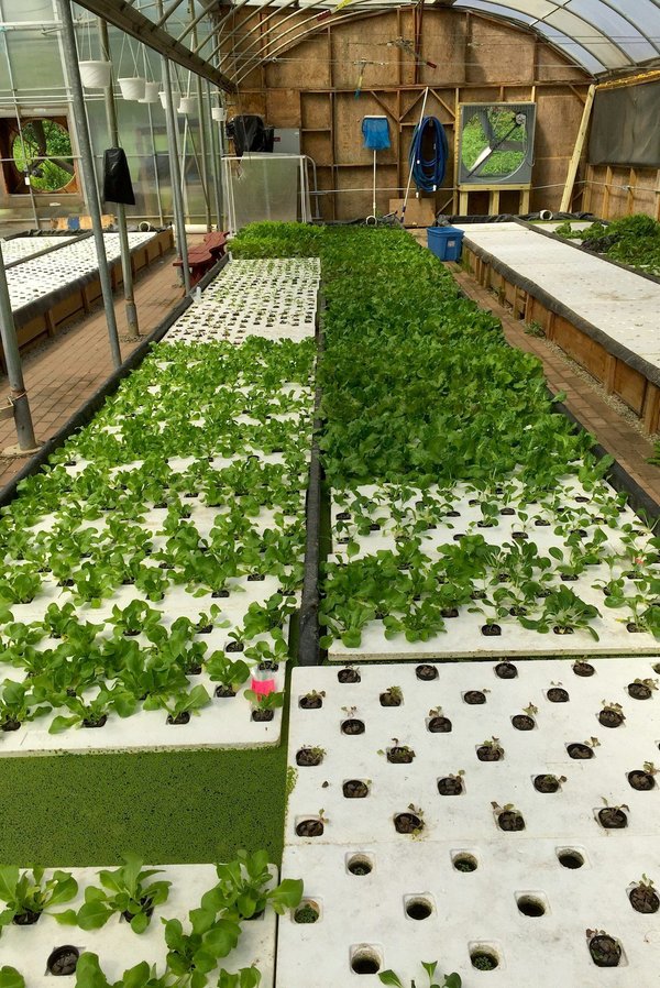 Are Home Aquaponics Systems Effective in Improving Household Food Nutrition?