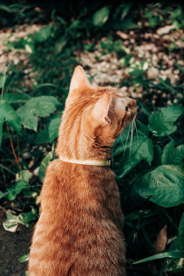 How to Cultivate a Miniature Alpine Rock Garden in a British Climate?